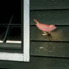 Aplica de exterior din maiolica toscana emailata Made in Italy - Uccellino Viadurini