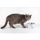 Câini și pisici Bol în marmură albă Carrara Fabricat în Italia - Ciotta Viadurini