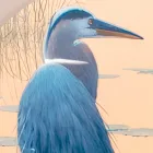 Compoziție de tablouri din lemn cu imprimeu de păsări Made in Italy - Belize Viadurini