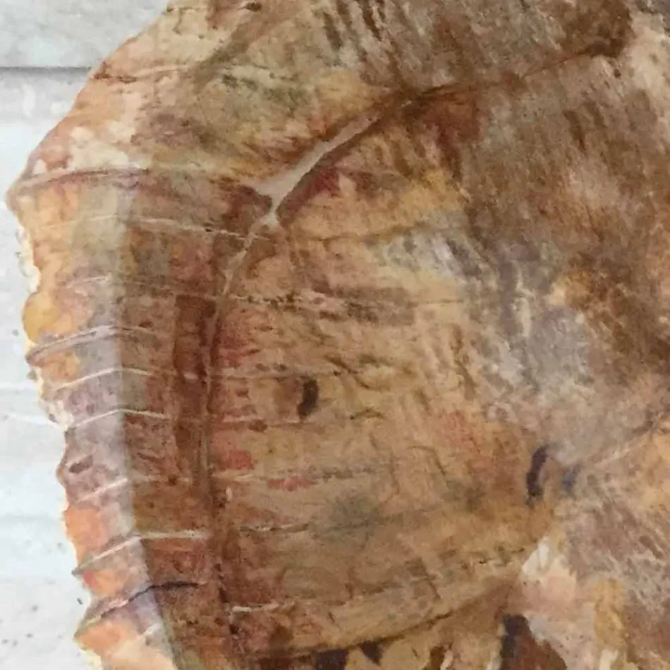 Stelute stand din lemn fosil de baie baie, bucată de design unic Viadurini