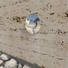 Marker Led Încastrat Exterior Oțel Inoxidabil 2W 4 Piese - Elisir Viadurini