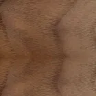 Scaun captusit cu baza din lemn de stejar Made in Italy - Sebastian Viadurini