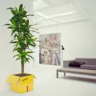 Reviste titular Cafea Fragile Mabele Viadurini