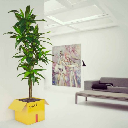 Reviste titular Cafea Fragile Mabele Viadurini